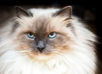 Beautiful Neva Masquerade cat portrait