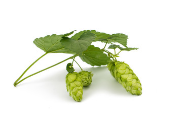 hop cones isolated