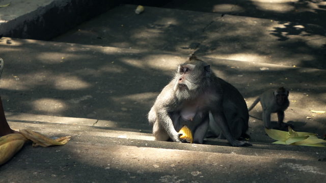 Monkey holding corn in Ubud Monkey Forest in Bali, super slow motion 120fps
