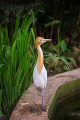 Цапля (Bubulcus ibis)