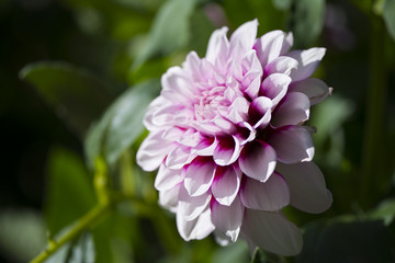 Aitara Diadem Dahlia