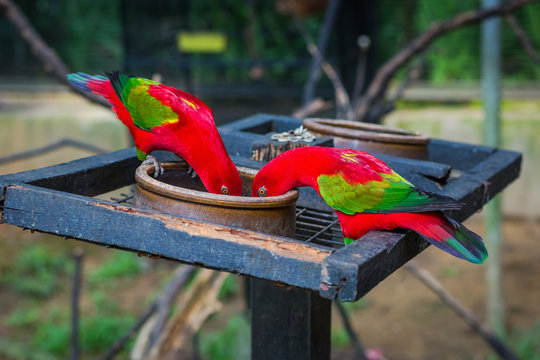 Попугай красный лори (Eos bornea или Eos rubra)