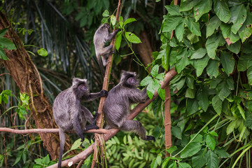 Обезьяны черные лангуры в дикой природе