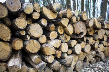 Chopped wood in forest at park in Istanbul