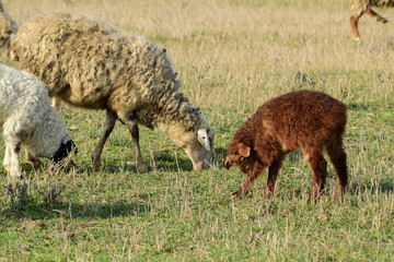 Naklejka na ściany i meble Sheep in the pasture