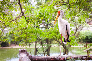 Желтоклювый Аист, Mycteria ibis