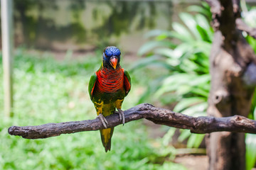 Разноцветный попугай на ветке