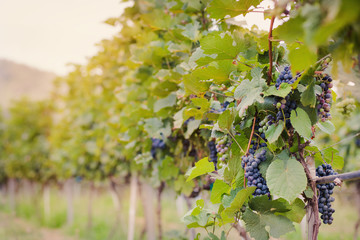 Fototapeta premium Гроздья темного винограда на ветках, время сбора урожая