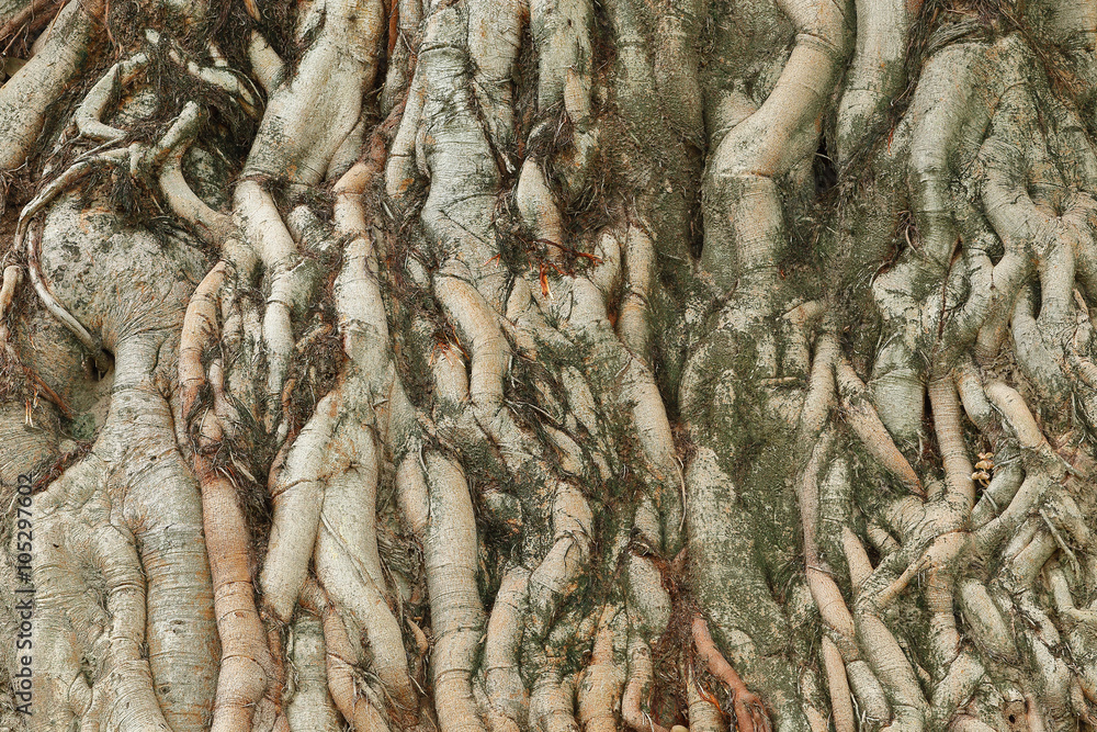 Aufkleber Tree root texture for pattern