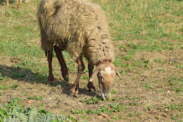 Sheep in the pasture