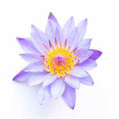 Close up of violet lotus flower isolated on white background.