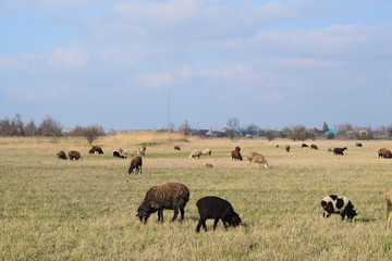 Fototapeta na wymiar Sheep in the pasture
