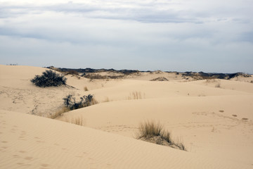 Sand dunes.  Monahans Sandhills State Park, Texas, USA