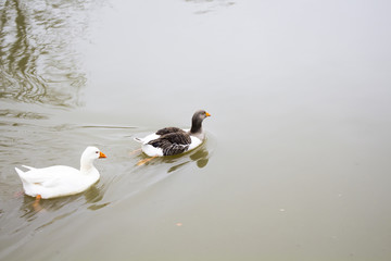 Ducks swimming in Istanbul