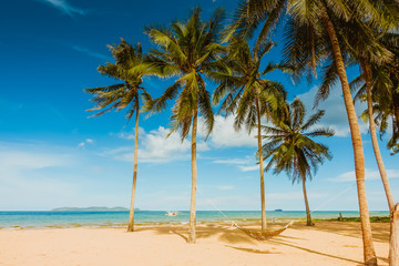 Fototapeta na wymiar Coconut trees on blue-sky background at the beach