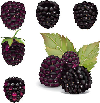 Blackberries over white