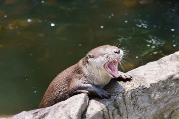 a curious otter