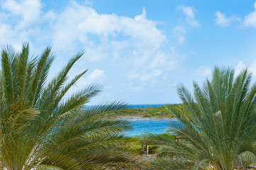 beach with blue skies and palm trees