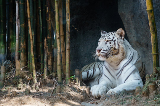 White Tiger