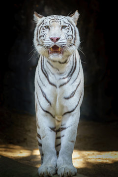 White Tiger