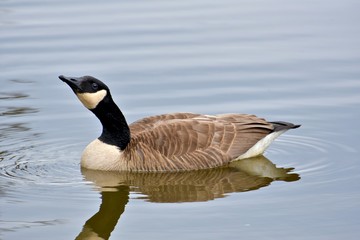 Canadian goose