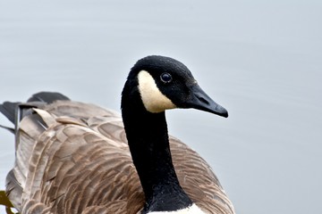 Fototapeta premium Canadian goose