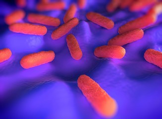 Salmonella typhimurium bacteria