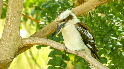 Laughing Kookaburra bird with unique feathers gazing down from t