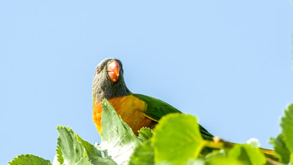 Australian rainbow lorikeet bird sitting on tree with copyspace