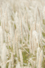 Imperata cylindrica Beauv,Grass field landscape in nature