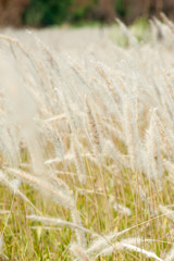 Fototapeta premium Imperata cylindrica Beauv,Grass field landscape in nature