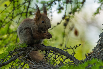 squirrel sitting on a green tree and eats. summer, forest