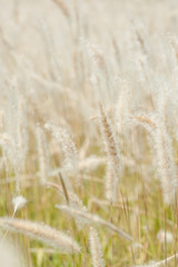 Imperata cylindrica Beauv,Grass field landscape in nature