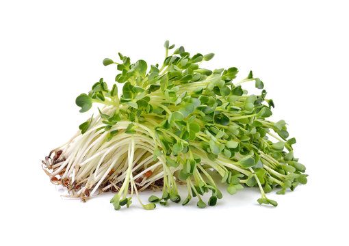 heap of alfalfa sprouts  on white  background