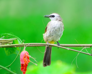 Bird in nature. (Yellow-Vented BulbulYellow-Vented Bulbul)
