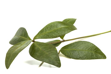 Fototapeta premium green leaves of wild periwinkle