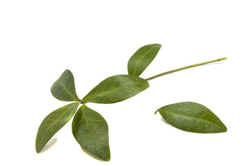green leaves periwinkle