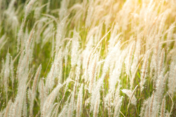 Imperata cylindrica Beauv.