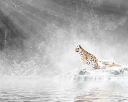 Tiger in forest with sunlight and foggy.
