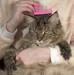 Maine Coon in her arms