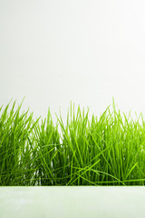 Green grass on white background