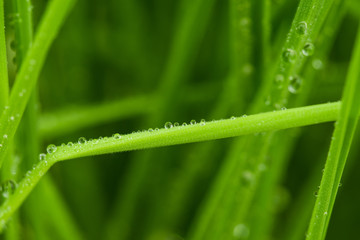Close up of grass with water drops