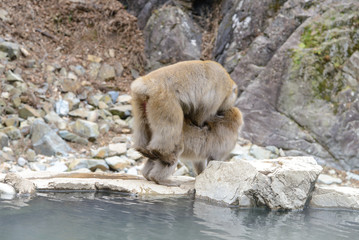 Monkey in a natural onsen (hot spring), located in Jigokudani Monkey Park or Snow Monkey, Nagono Japan. 