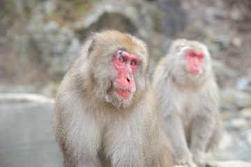Monkey in a natural onsen (hot spring), located in Jigokudani Monkey Park or Snow Monkey, Nagono Japan. 