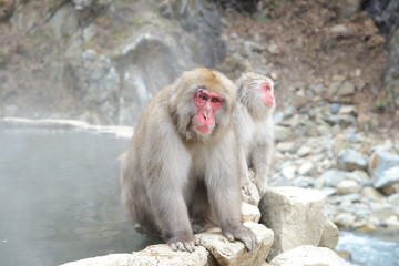 Monkey in a natural onsen (hot spring), located in Jigokudani Monkey Park or Snow Monkey, Nagono Japan. 