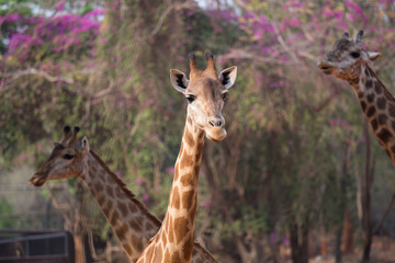 Giraffe head with neck