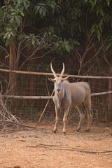 waterbuck (Kobus ellipsiprymnus)