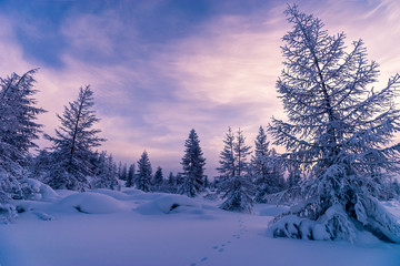 Winter landscape with forest, cloudy sky and sun and shadows. Tone. 