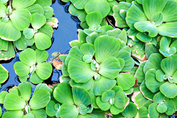 Green Floating Plant