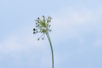 Garlic chives with reflection, blue sky and clouds with copy space